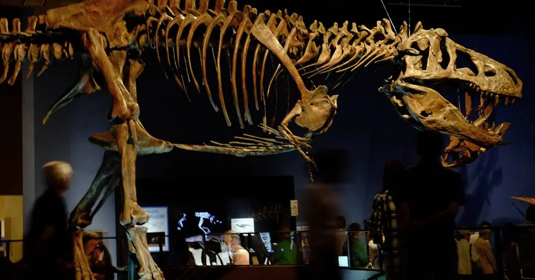Cientistas descobrem vasos sanguíneos preservados no maior fóssil de T. Rex do mundo